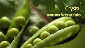  Presentation with food preservation - Beautiful presentation theme featuring food preservation - close-up of fresh green pea backdrop and a tawny brown colored foreground