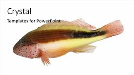  Presentation with fish - Colorful presentation theme enhanced with food prizes - fish on isolated background backdrop and a white colored foreground