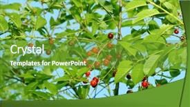  Presentation with gifs falling cherry blossoms - Presentation consisting of food prizes - wild sweet cherry background and a tawny brown colored foreground