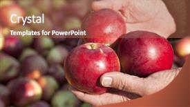  Presentation with processed food - Presentation theme with food processed industry - macintosh apple harvest background and a coral colored foreground