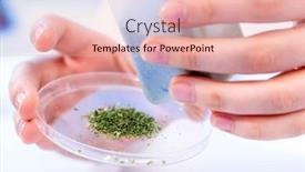  Presentation with food inspection - PPT theme enhanced with food-quality-inspection-laboratory-checking background and a  colored foreground