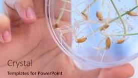  Presentation with food inspection - PPT theme with food-quality-inspection-laboratory-young background and a coral colored foreground