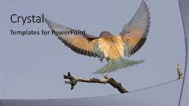  Presentation with dark blue sky stars - Cool new presentation theme with food rescue - bee eater bird backdrop and a  colored foreground