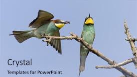  Presentation with sky blue - Slides with food rescue - couple of bee eater birds background and a  colored foreground