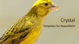  Presentation with rescue - Cool new presentation theme with food rescue - photo of a bird backdrop and a  colored foreground