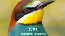  Presentation with rescue - Cool new presentation theme with food rescue - photo of a bird backdrop and a ocean colored foreground