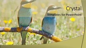  Presentation with birds - Colorful presentation theme enhanced with food rescue - photo of couple of birds backdrop and a  colored foreground