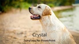  Presentation with teal and yellow - Cool new slide deck with food rescue - yellow labrador retriever backdrop and a  colored foreground