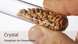  Presentation with research - Cool new slides with food research - wheat seed in glass tubes backdrop and a  colored foreground