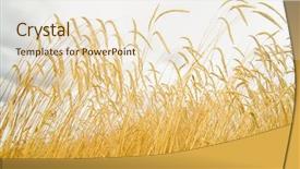  Presentation with agri corn field - Colorful PPT theme enhanced with food resources - field with ears rye backdrop and a  colored foreground