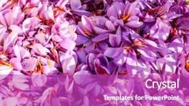  Presentation with food saffron - Slide deck featuring food saffron - close up of crocus flowers background and a purple colored foreground