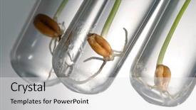  Presentation with test food - Amazing slide deck having food science - germinate seed in test tube backdrop and a white colored foreground