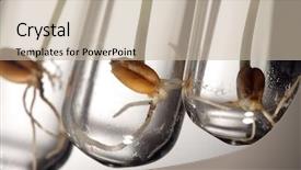 Presentation with test food - Amazing slide set having food science - germinate seed in test tube backdrop and a  colored foreground