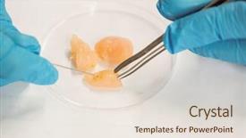  Presentation with food chicken - PPT layouts having food scientist dissecting raw chicken background and a sky blue colored foreground