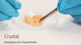  Presentation with food chicken - Cool new presentation theme with food scientist dissecting raw chicken backdrop and a sky blue colored foreground