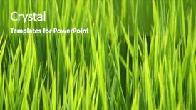  Presentation with green grass under the snow - Presentation design consisting of food shortage - green grass background and a  colored foreground