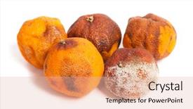  Presentation with group of wildlife crocodile isolated - PPT theme with food spoilage - group of rotten oranges isolated background and a lemonade colored foreground