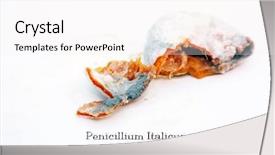  Presentation with mold - Colorful theme enhanced with food spoilage - orange in decomposition with peniccilum backdrop and a white colored foreground