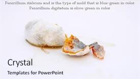  Presentation with mold - Amazing theme having food spoilage - orange in decomposition with peniccilum backdrop and a sky blue colored foreground