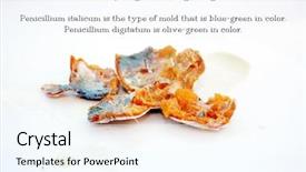  Presentation with mold - Theme having food spoilage - orange in decomposition with peniccilum background and a cool aqua colored foreground