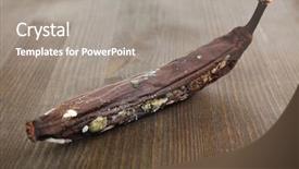  Presentation with banana - Slides enhanced with food spoilage - rotten banana isolated on white background and a  colored foreground