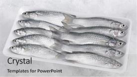  Presentation with fishes - Audience pleasing theme consisting of food styrofoam - balanak fishes on a polystyrene backdrop and a  colored foreground