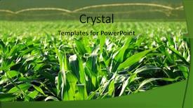  Presentation with food supply - Audience pleasing presentation theme consisting of food supply - maize field with beautiful light backdrop and a seafoam green colored foreground