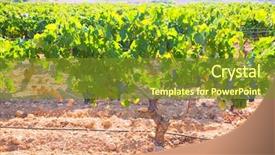  Presentation with mediterranean food - Presentation design consisting of food symbol meditterranean - bobal wine grapes in vineyard background and a tawny brown colored foreground