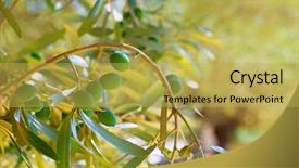  Presentation with olive tree - PPT theme having food symbol meditterranean - detail of olive tree background and a yellow colored foreground