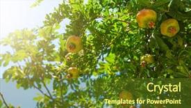  Presentation with green thumb garden - Beautiful slides featuring food symbol meditterranean - green pomegranate on tree backdrop and a  colored foreground