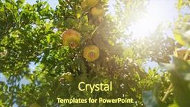  Presentation with green tree - Beautiful presentation featuring food symbol meditterranean - green pomegranate on tree backdrop and a  colored foreground