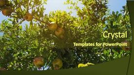 Presentation with green thumb garden - PPT theme enhanced with food symbol meditterranean - green pomegranate on tree background and a  colored foreground