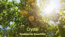  Presentation with green tree - PPT theme having food symbol meditterranean - green pomegranate on tree background and a  colored foreground