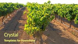  Presentation with grape vine black grapes - PPT theme with food symbol meditterranean - mediterranean bobal grapes in vineyard background and a  colored foreground