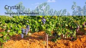  Presentation with mediterranean food - Beautiful slide set featuring food symbol meditterranean - mediterranean vineyards in utiel requena backdrop and a  colored foreground