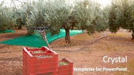  Presentation with vibration - Presentation theme consisting of food symbol meditterranean - olives harvest and picking vibration background and a  colored foreground
