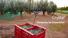  Presentation with vibration - Slide set featuring food symbol meditterranean - olives harvest and picking vibration background and a  colored foreground