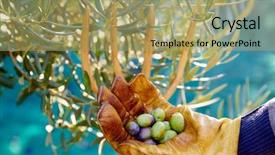  Presentation with harvest - Colorful presentation design enhanced with food symbol meditterranean - olives harvest picking hands backdrop and a mint green colored foreground