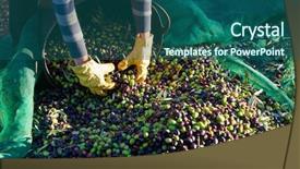  Presentation with mediterranean food - PPT layouts having food symbol meditterranean - olives harvest picking hands background and a ocean colored foreground