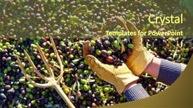  Presentation with harvest - PPT layouts consisting of food symbol meditterranean - olives harvest picking hands background and a tawny brown colored foreground