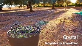  Presentation with mediterranean food - Slide set with food symbol meditterranean - olives harvest picking in farmer background and a tawny brown colored foreground