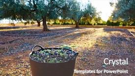  Presentation with mediterranean food - Presentation enhanced with food symbol meditterranean - olives harvest picking in farmer background and a gray colored foreground