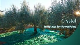  Presentation with olive trees - Cool new PPT layouts with food symbol meditterranean - olives harvest picking with net backdrop and a  colored foreground