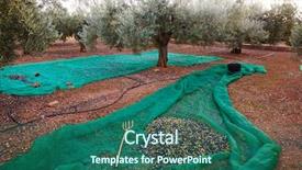  Presentation with net - Slide set with food symbol meditterranean - olives harvest picking with net background and a  colored foreground