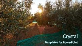  Presentation with olive trees - Presentation theme having food symbol meditterranean - olives harvest picking with net background and a  colored foreground