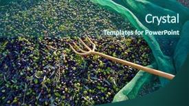 Presentation with net - Colorful presentation theme enhanced with food symbol meditterranean - olives texture in harvest picking backdrop and a  colored foreground