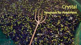  Presentation with grey wood texture and - Audience pleasing PPT theme consisting of food symbol meditterranean - olives texture in harvest picking backdrop and a  colored foreground