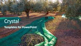  Presentation with wood harvest - Audience pleasing presentation design consisting of food symbol meditterranean - olives texture in harvest picking backdrop and a  colored foreground