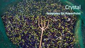  Presentation with harvest - Presentation design consisting of food symbol meditterranean - olives texture in harvest picking background and a  colored foreground