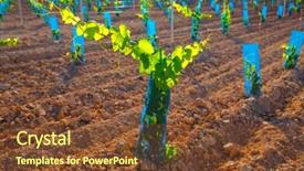  Presentation with baby food - Audience pleasing slide set consisting of food symbol meditterranean - vineyard sprouts baby grape vines backdrop and a tawny brown colored foreground